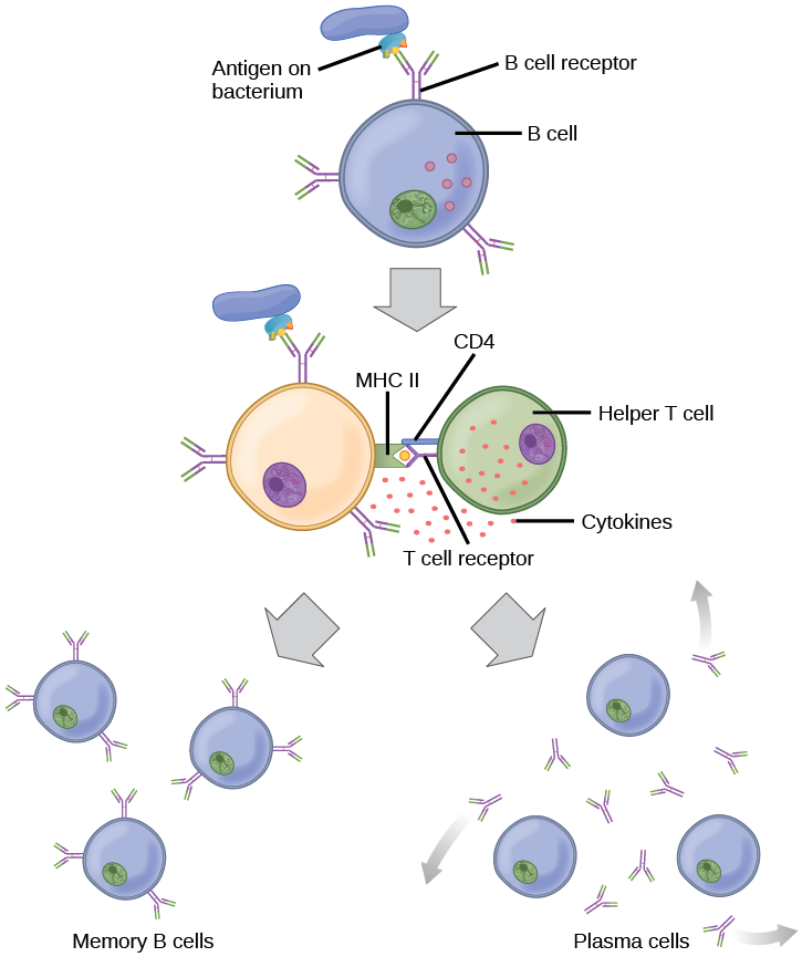 L'illustration montre l'activation d'un lymphocyte B. Un antigène présent à la surface d'une bactérie se lie au récepteur des lymphocytes B. L'antigène engloutit l'antigène et présente un épitope à sa surface en association avec un récepteur MHC II. Un récepteur des lymphocytes T et une molécule CD4 à la surface d'un lymphocyte T auxiliaire reconnaissent le complexe épitope-MHC II et activent le lymphocyte B. Le lymphocyte B se divise et se transforme en cellules B mémoire et plasmocytes. Les cellules mémoire B présentent de l'antigène à leur surface. Les lymphocytes B plasmatiques excrètent de l'antigène.