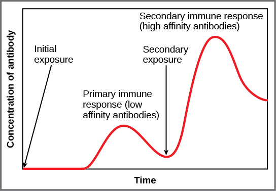 条形图描绘了抗体浓度与初级和次级免疫反应的对比。 在初级免疫反应期间，产生低浓度的抗体。 在继发免疫反应期间，产生的抗体量大约是原来的三倍。