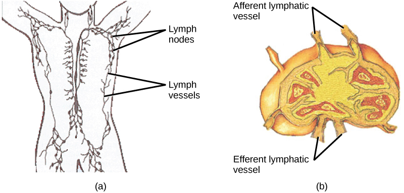 A部分显示了淋巴结和淋巴管在人体内的位置。 淋巴管沿着脊柱流动，沿着身体两侧流动，进入手臂、腿部和颈部。 淋巴结聚集在上臂和腿部以及下背部。 B 部分显示淋巴结，呈肾形。 传入淋巴管位于外曲线，传出血管位于内曲线。