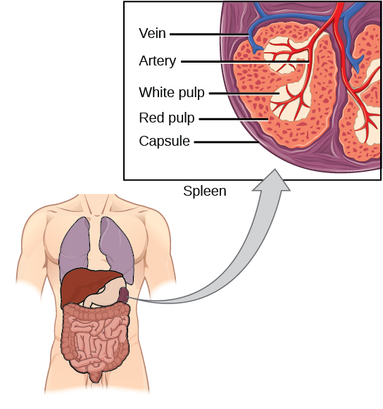 L'illustration montre une coupe transversale d'une partie de la rate située dans la partie supérieure gauche de l'abdomen. La rate est divisée en quadrants ovales. Au centre de ces quadrants se trouve de la pulpe blanche et à la périphérie, de la pulpe rouge. Les artères s'étendent jusqu'à la pulpe blanche. Les veines se connectent à la pulpe rouge. La rate est entourée d'une membrane appelée capsule.