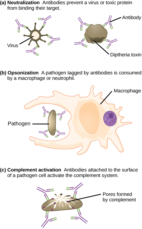 La partie A montre la neutralisation des anticorps. Les anticorps recouvrent la surface d'un virus ou d'une protéine toxique, telle que la toxine diphtérique, et les empêchent de se lier à leur cible. La partie B montre l'opsonisation, un processus par lequel un agent pathogène recouvert d'antigènes est consommé par un macrophage ou un neutrophile. La partie C montre l'activation du complément. Les anticorps fixés à la surface d'une cellule pathogène activent le système du complément. Des pores se forment dans la membrane cellulaire, détruisant la cellule.