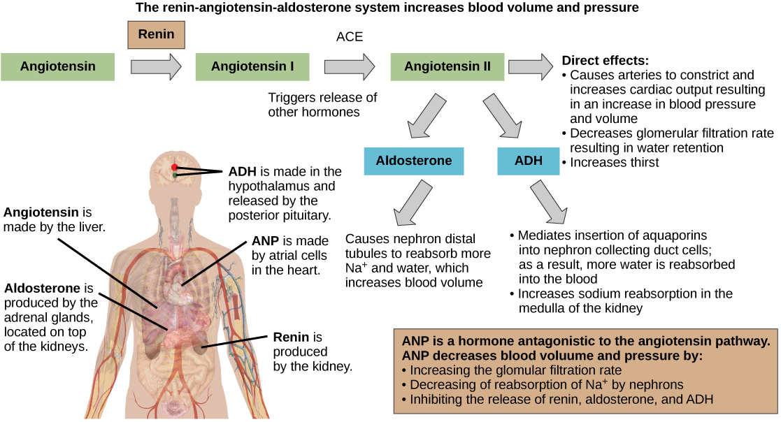 La voie rénine-angiotensine-aldostérone implique quatre hormones : la rénine, qui est fabriquée dans les reins, l'angiotensine, qui est fabriquée dans le foie, l'aldostérone, qui est fabriquée dans les glandes surrénales, et l'ADH, qui est fabriquée dans l'hypothalamus et sécrétée par l'hypophyse postérieure. Les glandes surrénales sont situées au-dessus des reins, tandis que l'hypothalamus et l'hypophyse se trouvent dans le cerveau. La voie commence lorsque la rénine convertit l'angiotensine en angiotensine I. Une enzyme appelée ECA convertit ensuite l'angiotensine I en angiotensine II. L'angiotensine II a plusieurs effets directs. Il s'agit notamment de la constriction artérielle, qui augmente la pression artérielle, de la diminution du débit de filtration glomérulaire, ce qui entraîne une rétention d'eau, et de l'augmentation de la soif. L'angiotensine II déclenche également la libération de deux autres hormones, l'aldostérone et l'ADH. L'aldostérone amène les tubules distaux du néphron à réabsorber davantage de sodium et d'eau, ce qui augmente le volume sanguin. L'ADH modère l'insertion d'aquaporines dans les canaux collecteurs néphridiens. Par conséquent, une plus grande quantité d'eau est réabsorbée par le sang. L'ADH provoque également une constriction des artères. L'hormone ANP est antagoniste de la voie de l'angiotensine. L'ANP diminue la pression et le volume sanguins en augmentant le taux de filtration du glomérule, en augmentant la réabsorption des ions sodium par le néphron et en inhibant la libération de rénine par les reins et d'aldostérone par la glande surrénale.