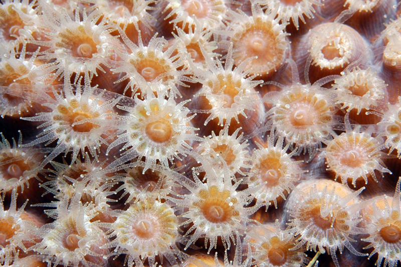 L'image montre de nombreux polypes coralliens regroupés. Chaque polype est en forme de coupe, avec des tentacules qui rayonnent à partir du bord.