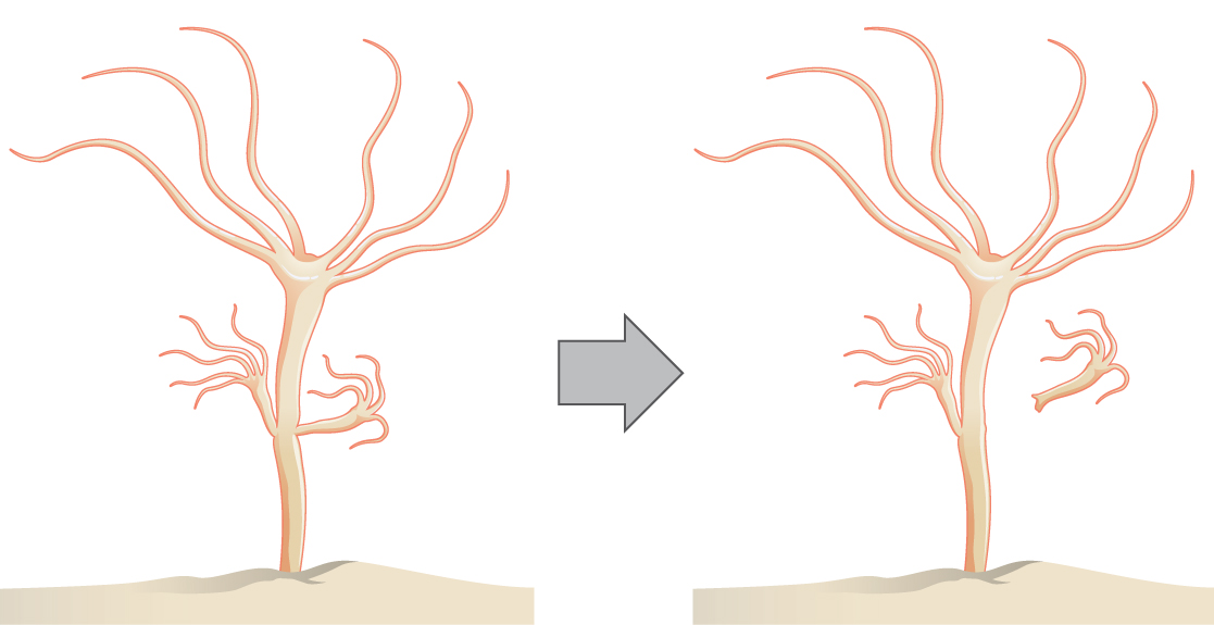 A ilustração mostra uma hidra, que tem um corpo em forma de caule com tentáculos crescendo no topo. Uma hidra menor está brotando da lateral do caule.