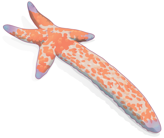 A ilustração mostra uma estrela marinha com um braço longo e quatro braços muito curtos.