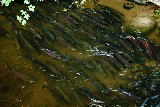 A foto mostra muitos salmões nadando em um riacho raso.