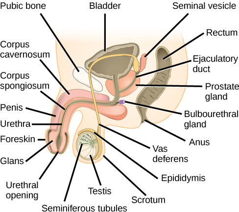 A ilustração mostra uma seção transversal do pênis e dos testículos. O pênis se alarga na extremidade, na glande, que é cercada pelo prepúcio. A uretra é uma abertura que atravessa o meio do pênis até a bexiga. O tecido ao redor da uretra é o Corpus spongiosum, e acima do Corpus spongiosum está o Corpus cavernosum. Os testículos, localizados imediatamente atrás do pênis, são cobertos pela bolsa escrotal. Os túbulos seminíferos estão localizados nos testículos. O epidídimo envolve parcialmente o saco contendo os túbulos seminíferos. O Vas deferente é um tubo que liga os túbulos seminíferos ao ducto ejaculatório, que começa na próstata. A próstata está localizada atrás e abaixo da bexiga. A vesícula seminal, localizada acima da próstata, também se conecta à vesícula seminal. A glândula bulbouretral se conecta ao ducto ejaculatório, onde o ducto ejaculatório entra no pênis.