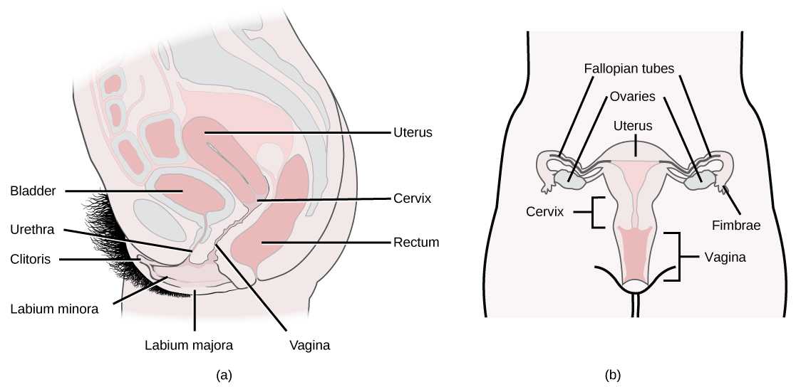 Des vues latérales et frontales des organes reproducteurs féminins sont présentées. Le vagin est large en bas et se rétrécit jusqu'au col de l'utérus. Au-dessus du col de l'utérus se trouve l'utérus, qui a la forme d'un triangle pointant vers le bas. Les trompes de Fallope s'étendent à partir de la partie supérieure de l'utérus. Les trompes de Fallope se courbent vers l'utérus et se terminent par des appendices en forme de doigts appelés fimbriae. Les ovaires sont situés entre les fimbriae et l'utérus. L'urètre est situé devant le vagin et le rectum est situé derrière. Le clitoris est une structure située en face de l'urètre. Les petites lèvres et les grandes lèvres sont des plis de tissu situés de chaque côté du vagin.