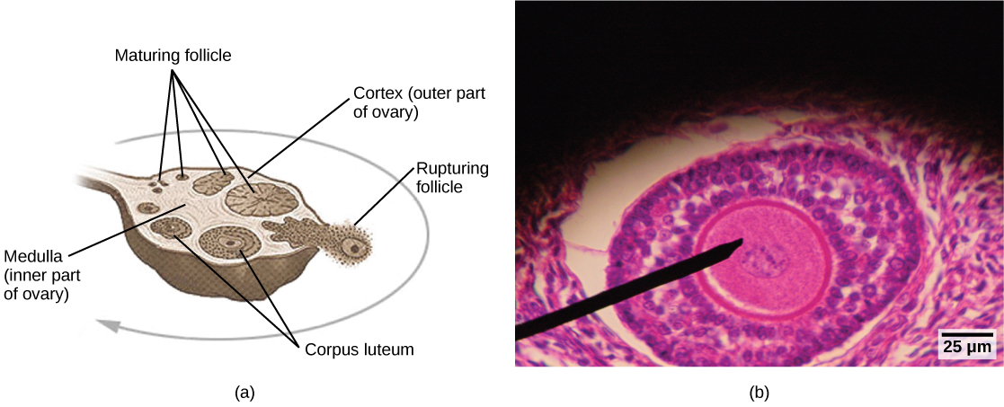 L'illustration A montre une coupe transversale d'un ovaire humain, ovale avec une structure en forme de tige à une extrémité qui l'ancre à l'utérus. La partie centrale de l'ovaire est la moelle et la partie externe est le cortex. Les follicules existent dans le cortex. De petits follicules immatures sont situés à proximité de cette structure en forme de tige. À mesure qu'un follicule mûrit, il grandit et se déplace vers le bord de l'ovaire opposé à la tige, il se rompt, libérant l'ovule. Le follicule est maintenant appelé corpus luteum. Le corps jaune arrive à maturité et remonte vers la tige, le long du bord opposé de l'ovaire à partir duquel le follicule est arrivé à maturité. Le corps jaune se rétrécit et finit par se désintégrer. La micrographie photonique montre un follicule ovale avec un gros ovocyte situé au centre. Autour de l'ovocyte se trouvent des cellules beaucoup plus petites.