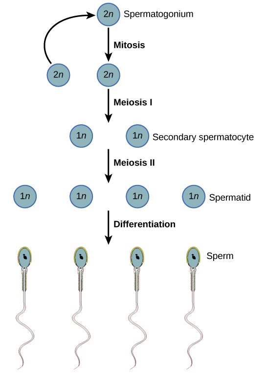 La spermatogenèse commence lorsque le spermatogonium 2n subit une mitose, produisant ainsi davantage de spermatagonies. Les spermatogonies subissent une méiose I, produisant des spermatocytes secondaires haploïdes (1n), et une méiose II, produisant des spermatides. La différenciation des spermatides permet d'obtenir des spermatozoïdes matures.