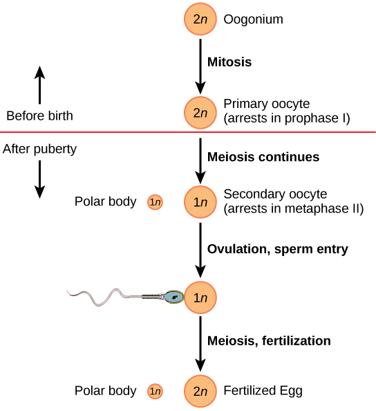 Oogenesis 始于 2n oogonium 经历有丝分裂，产生原代卵母细胞。 初级卵母细胞在出生前I期停滞。 青春期过后，每个月经周期一个卵母细胞的减数分裂继续，导致1n次级卵母细胞在中期 II 和极体中停滞。 排卵和精子进入后，减数分裂完成并发生受精，从而形成极体和受精卵。