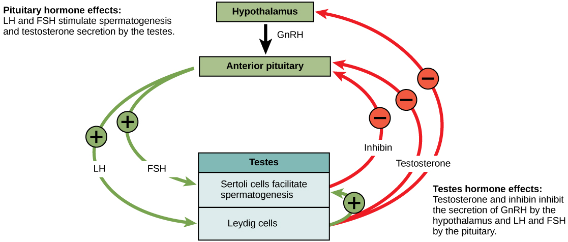 Le contrôle hormonal du système reproducteur masculin est assuré par l'hypothalamus, l'hypophyse antérieure et les testicules. L'hypothalamus libère du GnRN, ce qui provoque la libération de LH et de FSH par l'hypophyse antérieure. La FSH et la LH agissent toutes deux sur les testicules. La FSH stimule les cellules de Sertoli dans les testicules afin de faciliter la spermatogenèse et de sécréter de l'inhibine. La LH fait en sorte que les cellules de Leydig présentes dans les testicules sécrètent de la testostérone. La testostérone stimule davantage la spermatogenèse par les cellules de Sertoli, mais inhibe la production de GnRH, de LH et de FSH par l'hypothalamus et l'hypophyse antérieure. L'inhibine sécrétée par les cellules de Sertoli inhibe également la production de FSH et de LH par l'hypophyse antérieure.