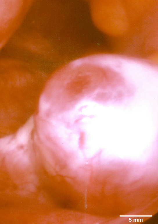 显微照片显示一个球形卵在组织表面生长。