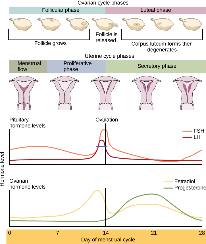 O ciclo menstrual abrange tanto um ciclo ovariano quanto um ciclo uterino. O ciclo uterino é dividido em fluxo menstrual, fase proliferativa e fase secretora. O ciclo ovariano é separado em fases folicular e lútea. No dia zero, o ciclo uterino entra na fase menstrual e o ciclo ovariano entra na fase folicular. A menstruação começa e o folículo dentro do útero começa a crescer. O nível do hormônio hipofisário FSH aumenta ligeiramente, enquanto os níveis de LH permanecem baixos. Os níveis dos hormônios ovarianos estradiol e progesterona permanecem baixos. Após a menstruação, o ciclo uterino entra na fase proliferativa e o folículo continua a crescer. O nível do hormônio ovariano estradiol começa a aumentar rapidamente. Perto do final da fase proliferativa, os níveis dos hormônios hipofisários FSH e LH também aumentam. Por volta do dia quatorze, logo após os níveis de estrogênio, progesterona e estradiol atingirem seu pico, ocorre a ovulação. O folículo se rompe, liberando o oócito. O ciclo ovariano entra na fase lútea. O folículo se transforma em um corpo lúteo e depois degenera. O útero entra na fase secretora. Os níveis de progesterona aumentam e os níveis de estradiol, que caíram após a ovulação, também aumentam. No final da fase secretora, os níveis de estrogênio e progesterona diminuem, atingindo seus níveis basais por volta do dia 28. Nesse ponto, a menstruação começa.