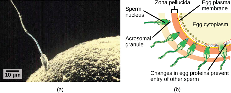 La partie A est une micrographie qui montre un spermatozoïde dont la tête touche la surface d'un ovule. L'ovule est beaucoup plus gros que le sperme. La partie B est une illustration qui montre la surface de l'œuf, qui est recouverte d'une zone pellucide. Le sperme pénètre dans la zone pellucide et libère son ADN dans l'ovule. À ce stade, des modifications des protéines se produisent juste à l'intérieur de la membrane cellulaire de l'ovule, empêchant ainsi l'entrée d'autres spermatozoïdes.