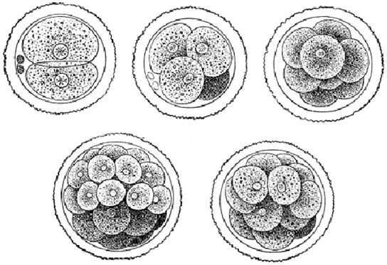 يُظهر الرسم التوضيحي للجزء أ بويضة مخصبة مقسمة إلى خليتين وأربع وثماني وست عشرة واثنتين وثلاثين خلية.