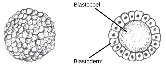 La partie B montre une boule creuse de cellules. Les cellules de la surface sont appelées blastoderme et le centre creux est appelé blastocerme.