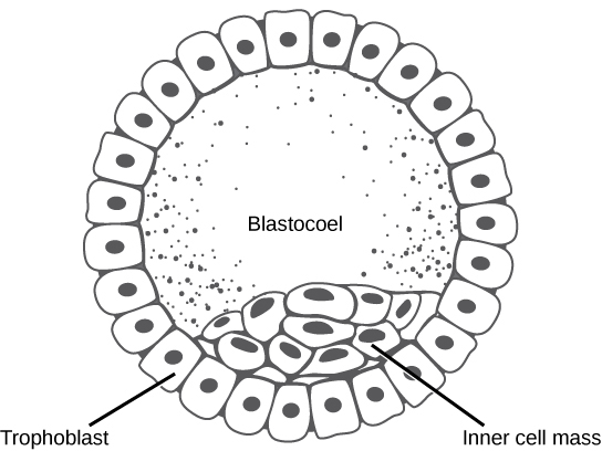 A ilustração mostra uma bola oca de células com uma massa celular interna agrupada em um lado. O exterior é chamado de trofoblasto.