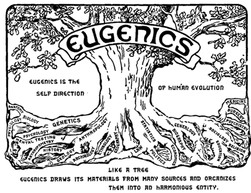 Illustration shows a tree with words such as genetics, statistics, medicine, economics, and genealogy associated with the roots. The word eugenics is emblazoned across the upper trunk. To the side of the tree is the text “Eugenics is the self-direction of human evolution.”