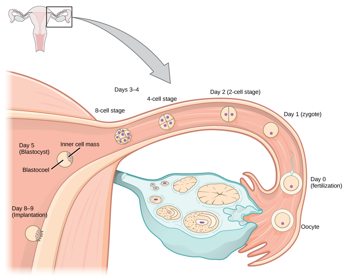 Lors de l'ovulation, un ovocyte est libéré de l'ovaire et pénètre dans le tubule de Fallope. La fécondation par un spermatozoïde a lieu au jour zéro, ce qui donne naissance à un zygote unicellulaire. Vers le deuxième jour, le zygote subit une division cellulaire. D'autres divisions cellulaires se produisent le troisième et le quatrième jour, ce qui donne lieu à des stades à quatre cellules et à huit cellules. À ce moment-là, la masse cellulaire s'est déplacée jusqu'au bout de la trompe de Fallope. Vers le cinquième jour, la masse cellulaire pénètre dans l'utérus et se différencie en un blastocyste dont l'intérieur est creux, avec une masse cellulaire interne sur un côté. La couche de cellules située à l'extérieur du blastocyste est appelée trophoblaste. Vers le huitième ou le neuvième jour, le blastocyste s'implante dans la paroi de l'utérus, la masse cellulaire interne faisant face à la paroi.