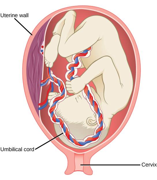 A ilustração mostra um feto no terceiro trimestre, que é um bebê totalmente desenvolvido. O feto está de cabeça para baixo e pressionando o colo do útero. O cordão umbilical espesso se estende da barriga do feto até a parede uterina.