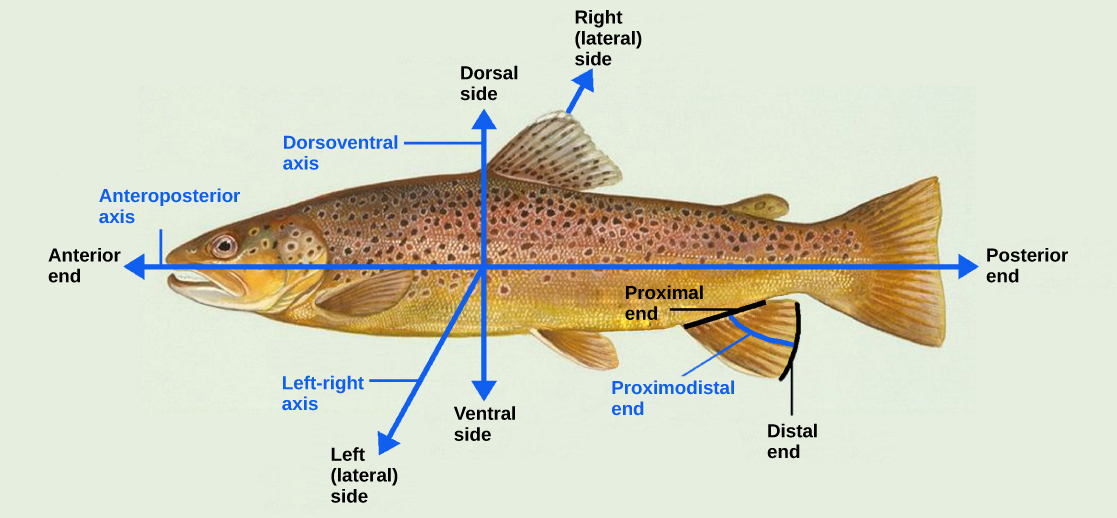 A ilustração mostra um peixe dissecado por linhas nas extremidades anterior (frontal) e posterior (traseira) e nas superfícies dorsal (superior) e ventral (inferior).