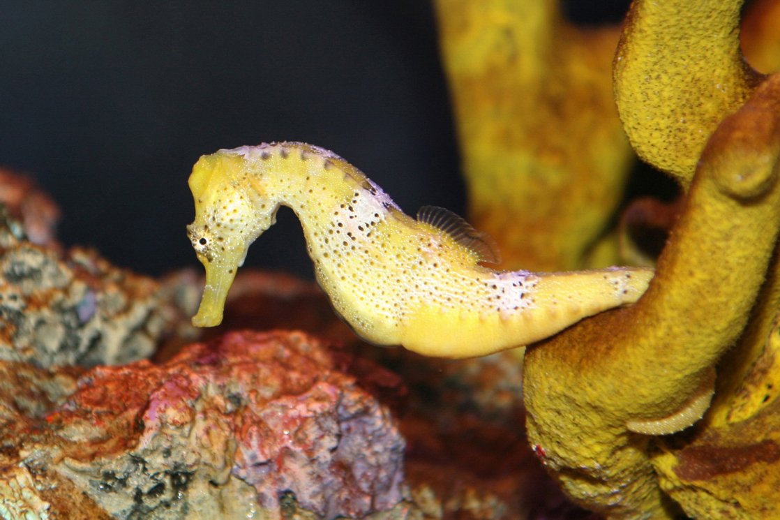A foto mostra um cavalo-marinho amarelo com a cauda enrolada em torno de um fragmento de coral.