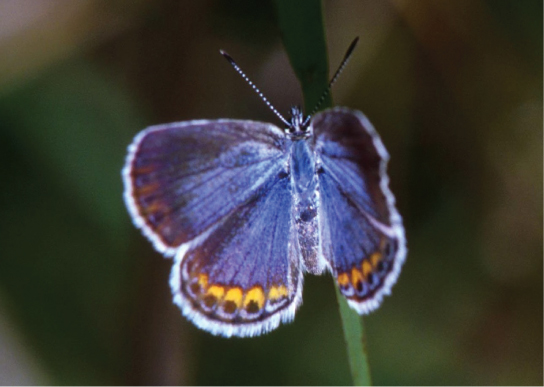 Foto representa una mariposa Karner azul, que tiene alas celeste con óvalos dorados y puntos negros alrededor de los bordes.