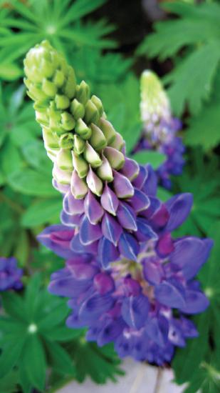 This wild lupine flower is long and thin with clam-shaped petals radiating out from the center. The bottom third of the flower is blue, the middle is pink and blue, and the top is green.