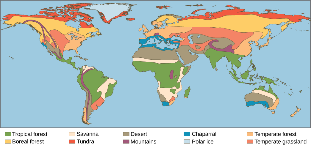 Este mapa mundial mostra os oito principais biomas, gelo polar e montanhas. Florestas tropicais, desertos e savanas são encontrados principalmente na América do Sul, África e Austrália. As florestas tropicais também dominam o Sudeste Asiático. Os desertos dominam o Oriente Médio e são encontrados no sudoeste dos Estados Unidos. As florestas temperadas dominam o leste dos Estados Unidos, a Europa e o leste da Ásia. As pastagens temperadas dominam o centro-oeste dos Estados Unidos e partes da Ásia e também são encontradas na América do Sul. A floresta boreal é encontrada no norte do Canadá, Europa e Ásia, e a tundra existe ao norte da floresta boreal. As regiões montanhosas abrangem toda a América do Norte e do Sul e são encontradas no norte da Índia, na África e em partes da Europa. O gelo polar cobre a Groenlândia e a Antártica, que não é mostrada no mapa.