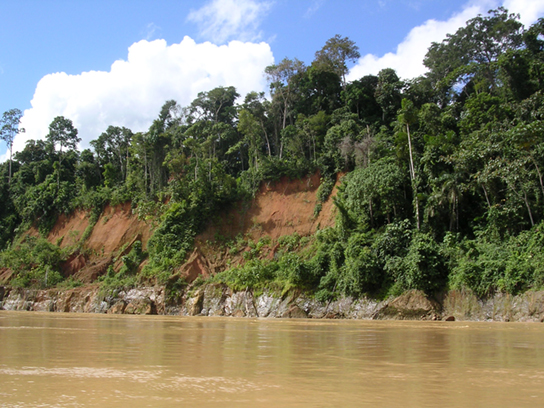 Picha hii inaonyesha sehemu ya Mto Amazon, ambayo ni kahawia na matope. Miti hupiga makali ya mto.