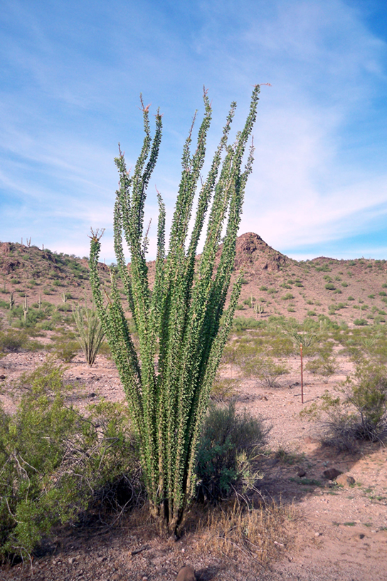 Esta foto mostra um deserto arenoso repleto de arbustos arbustivos. Uma planta de ocotillo domina a imagem. Tem caules longos e finos, não ramificados, que crescem diretamente da base da planta e se irradiam levemente. A planta não tem folhas.