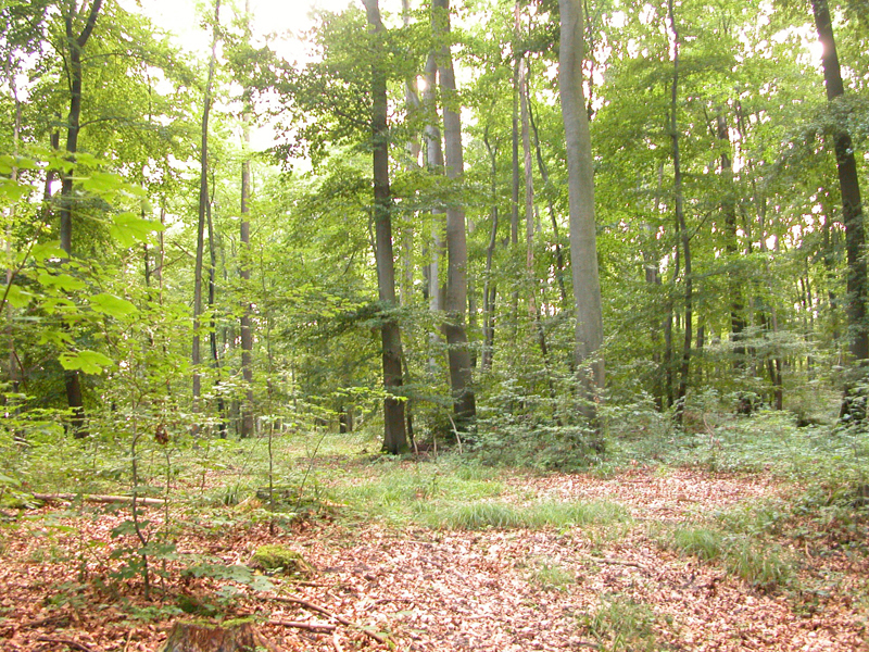 A foto mostra uma floresta decídua com muitas árvores altas, algumas árvores menores e grama e muitas folhas mortas no chão da floresta. A luz solar se filtra até o chão da floresta.