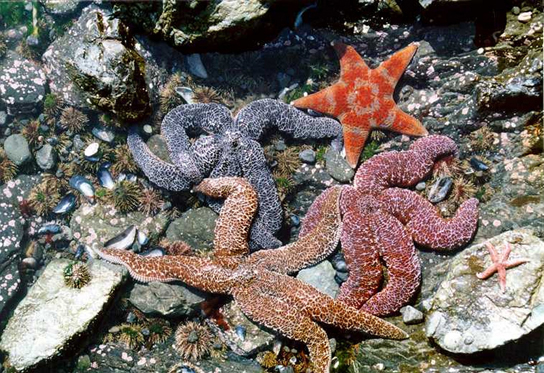 La photo montre des oursins, des coquilles de moules et des étoiles de mer dans une zone intertidale rocheuse.