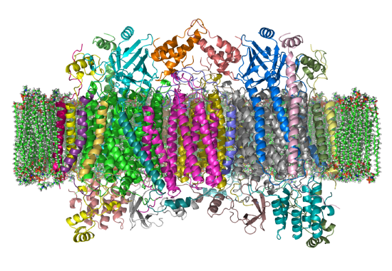 1280px-Cytochrome_C_Oxidase_1OCC_in_Membrane_2.png