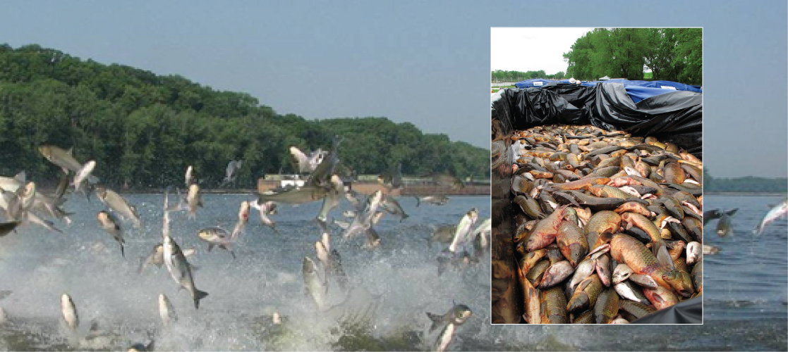 A foto principal mostra peixes pulando da água, e a foto inserida mostra uma pilha de peixes mortos em um recipiente.
