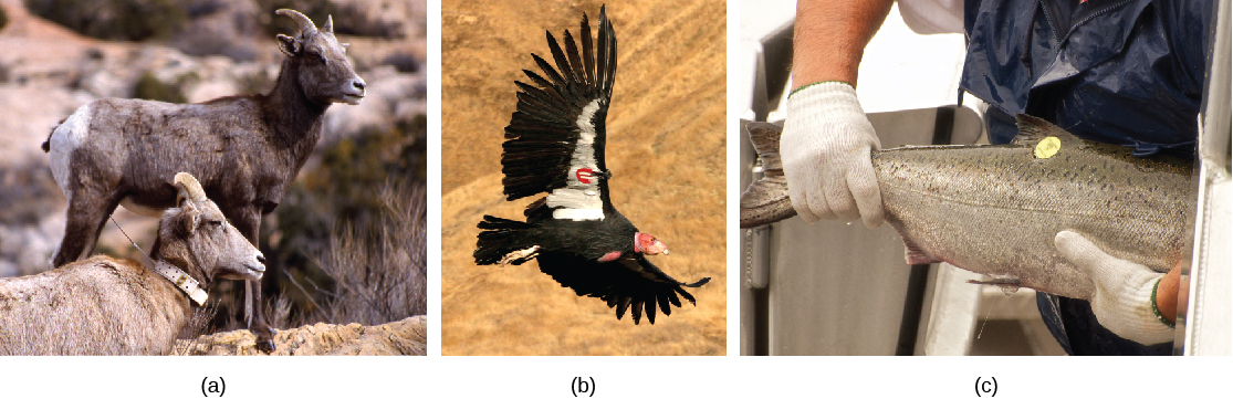 La photo A montre deux mouflons d'Amérique, dont l'un porte un collier autour du cou. La photo B montre un condor en vol avec une étiquette sur son aile. La photo C montre un homme tenant un saumon avec une étiquette sur le dos.