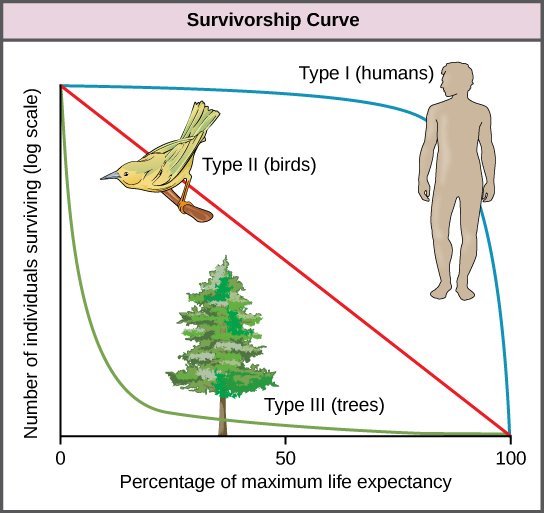 Le graphique représente le logarithme du nombre d'individus survivants en fonction du temps. Trois courbes sont présentées, représentant les modèles de survie de type I, de type II et de type III. Les oiseaux présentent une courbe de survie de type II, qui diminue de façon linéaire avec le temps. Les humains présentent une courbe de survie de type I, qui commence par une pente douce qui devient de plus en plus abrupte avec le temps. Les arbres présentent un schéma de survie de type III, qui commence par une pente abrupte qui diminue avec le temps.