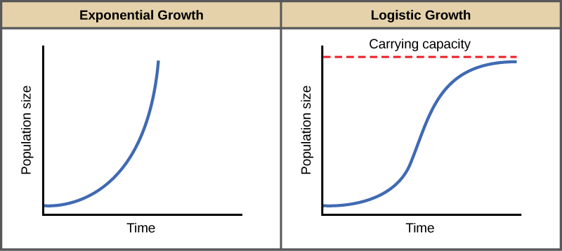 Les graphiques (a) et (b) représentent la taille de la population en fonction du temps. Dans le graphique (a), la croissance exponentielle se traduit par une courbe de plus en plus abrupte, ce qui donne une forme en J. Dans le graphique (b), la croissance logistique se traduit par une courbe qui devient de plus en plus abrupte, puis se stabilise lorsque la capacité de charge est atteinte, ce qui donne une forme en S