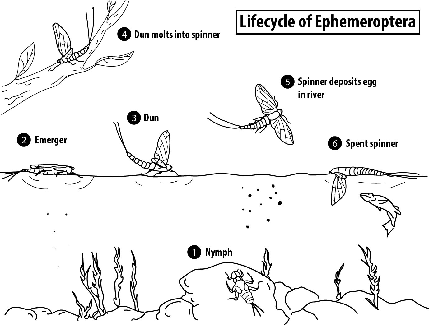 Lifecycle-of-ephemeroptera.jpg