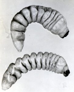 The-ponderous-borer-larvae-242x300.jpg
