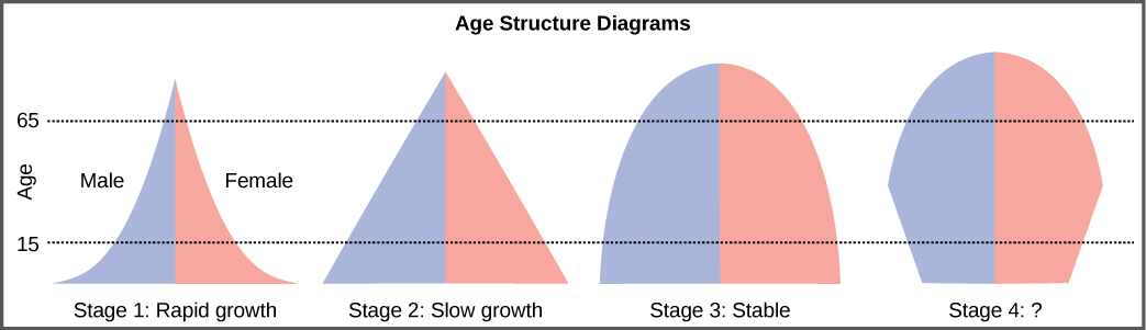 Para os quatro diferentes diagramas de estrutura etária mostrados, a base representa o nascimento e o ápice ocorre por volta dos 70 anos. O diagrama da estrutura etária para o estágio 1, crescimento rápido, tem a forma de um triângulo vazio que começa bem na base e diminui rapidamente até um ápice estreito, indicando que o número de indivíduos diminui rapidamente com a idade. O diagrama da estrutura etária para o estágio 2, crescimento lento, tem formato triangular, indicando que o número de indivíduos diminui constantemente com a idade. O diagrama da estrutura etária para o estágio 3, crescimento estável, é arredondado na parte superior, indicando que o número de indivíduos por faixa etária diminui gradualmente no início, depois aumenta para a parcela mais velha da população. O diagrama final da estrutura etária, estágio 4, se expande da base para a meia-idade e depois se estreita para um topo arredondado. O tipo de população indicado por este diagrama não é fornecido, pois isso faz parte da questão da conexão artística.