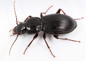 ground-beetle-300x212.jpg