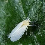 Aleyrodidae-white-fly-150x150.jpg