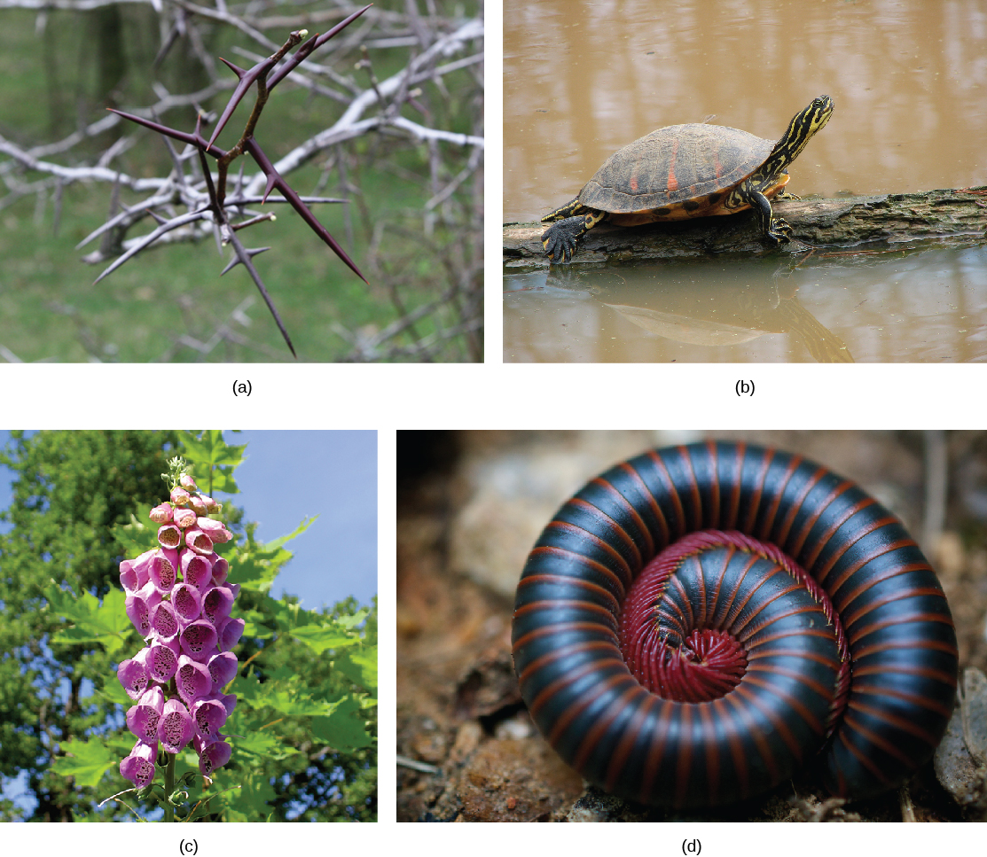 Photo (a) shows the long, sharp thorns of a honey locust tree. Photo (b) shows a turtle with a shell. Photo (c) shows the pink, bell-shaped flowers of a foxglove. Photo (d) shows a millipede curled into a ball.