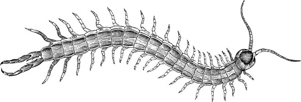 Centipede-1024x347.jpg