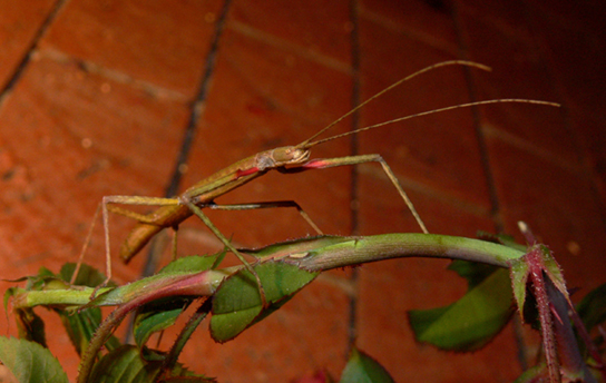 Green walking stick insect that resembles the stem on which it sits.