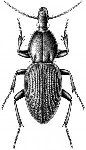 Beetle-173x300.jpg