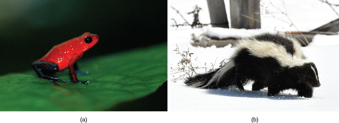 La photo A montre une grenouille rouge vif assise sur une feuille. La photo B montre une mouffette.