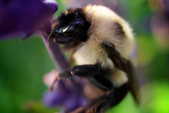 Les photos A et B montrent des insectes d'apparence pratiquement identique.